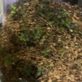 Photo of the plant species Callisia 'Gold' by @HelperAster89 named Penca on Greg, the plant care app