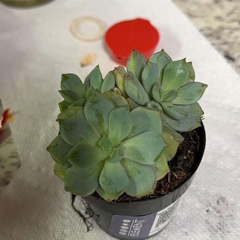 Photo of the plant species Porcelain Plant by @ZestyMingfern72 named Pear on Greg, the plant care app