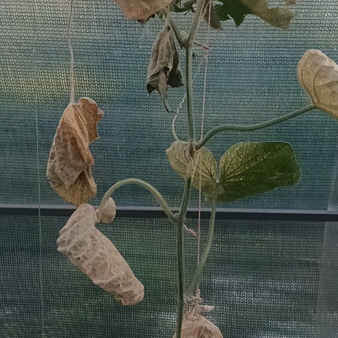 Photo of the plant species European Birthwort by @BigBulrush55 named Lebron on Greg, the plant care app