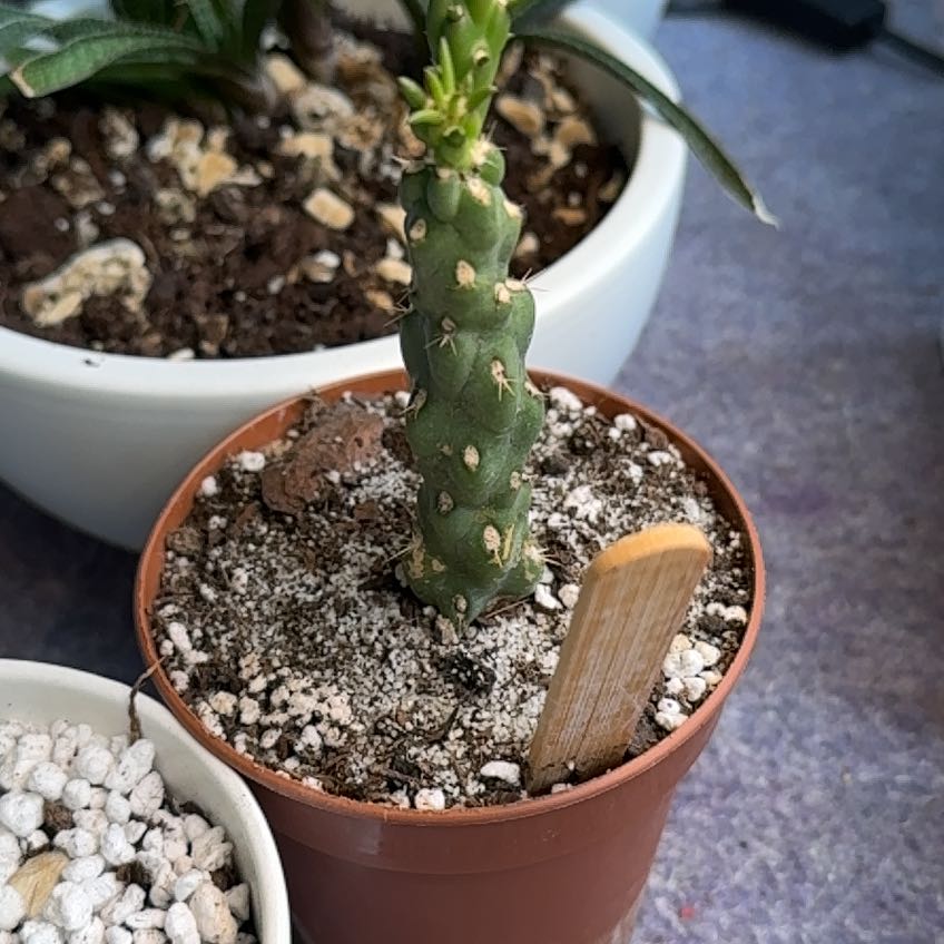 Photo of the plant species Cane prickly-pear cactus by @ValuableBasil92 named Keanu Leaves on Greg, the plant care app