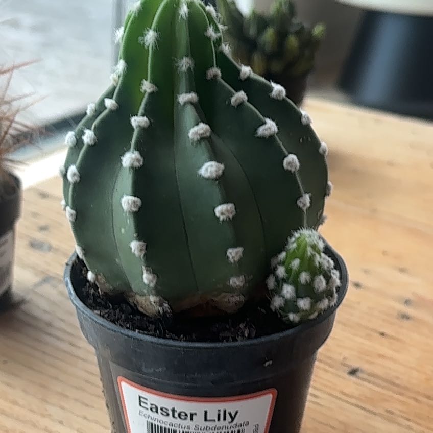 Photo of the plant species Easter Lily Cactus by @ZippySedge81 named Athena on Greg, the plant care app
