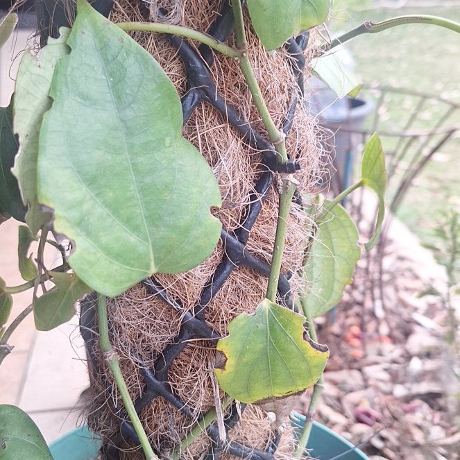 Photo of the plant species Black Pepper Vine by @DrivenHope27 named Leonardo on Greg, the plant care app