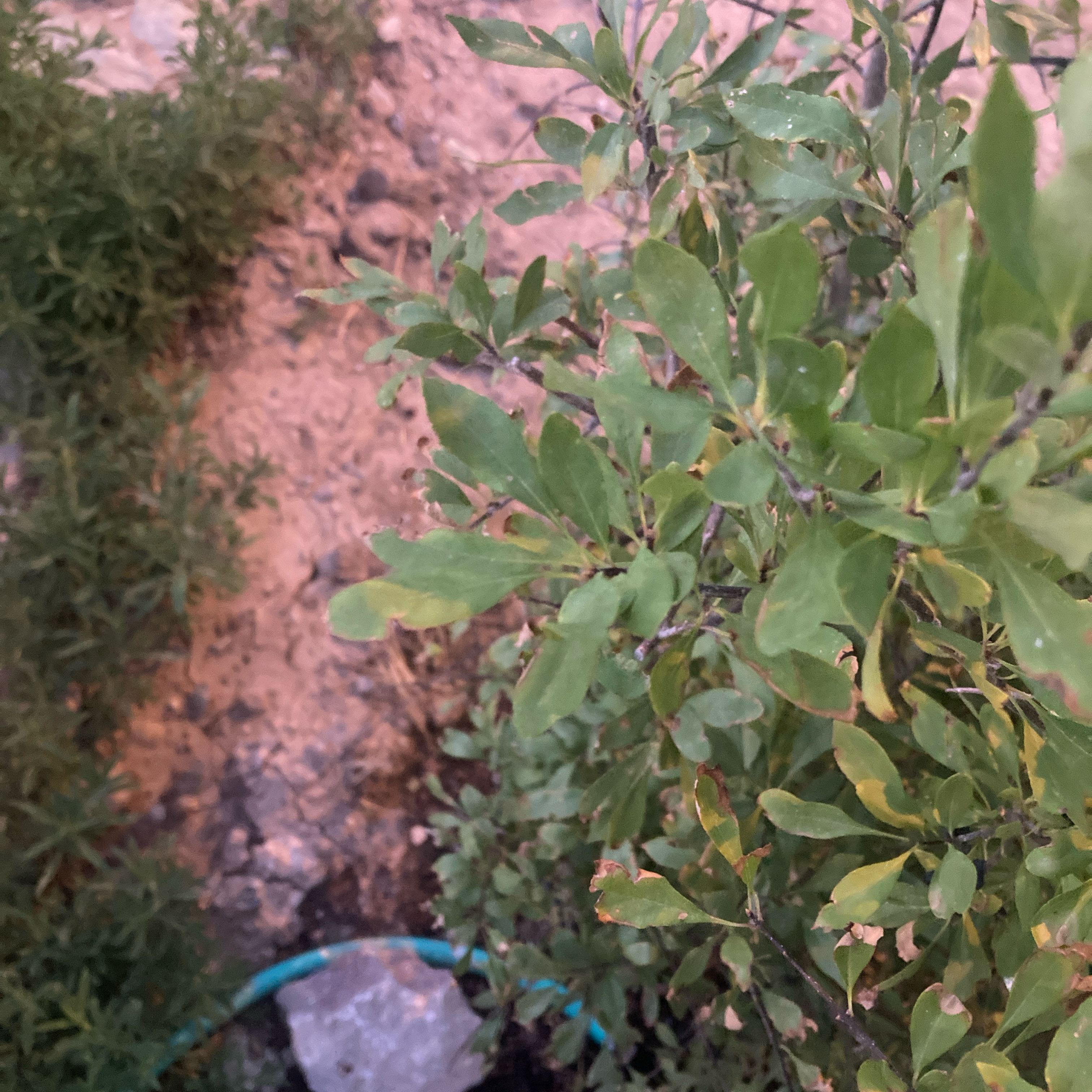 Photo of the plant species New Mexico Privet by @KeyOkra52 named Denali on Greg, the plant care app