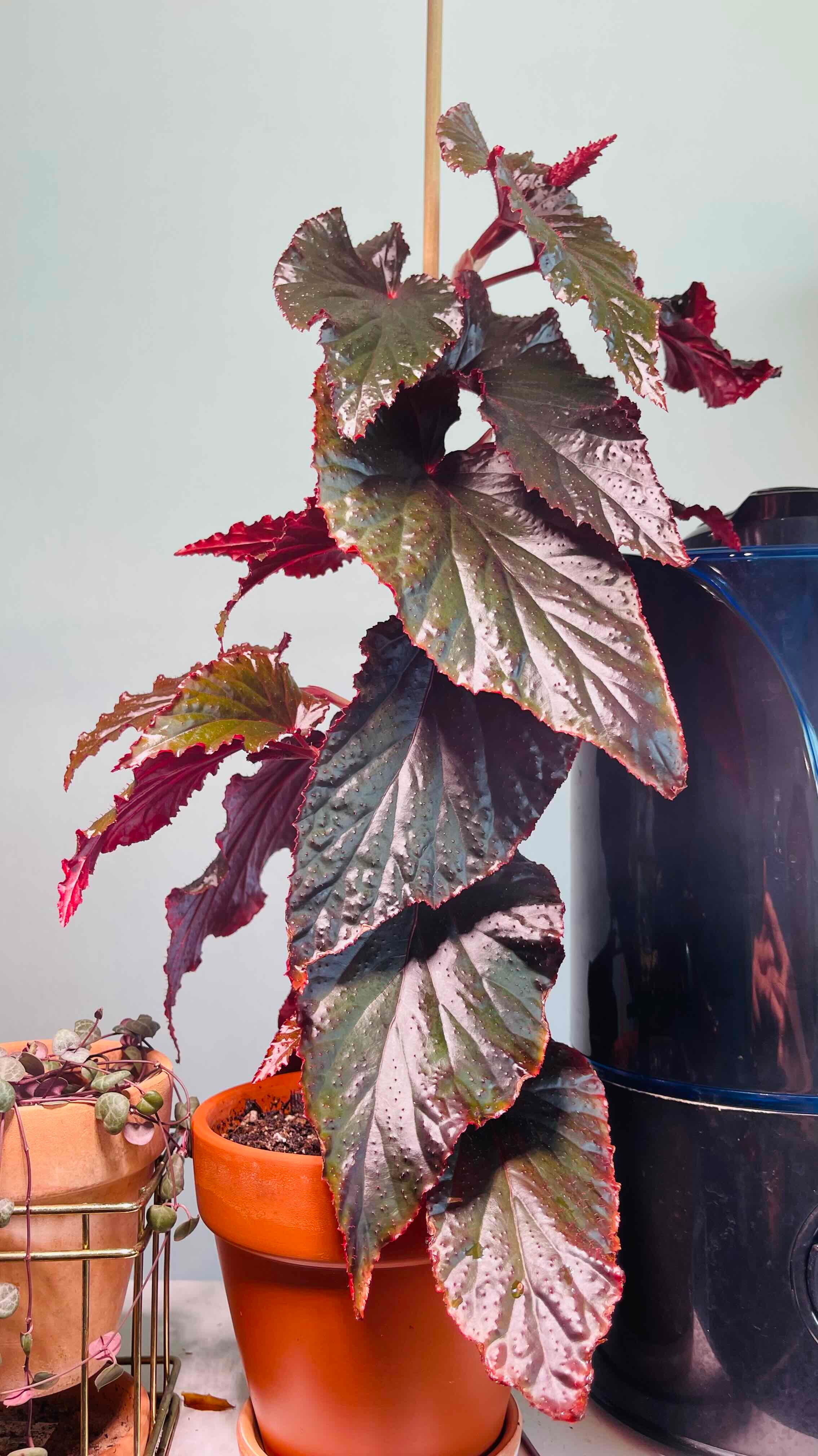 Plant care for Begonia amphioxus on Greg, the plant care app