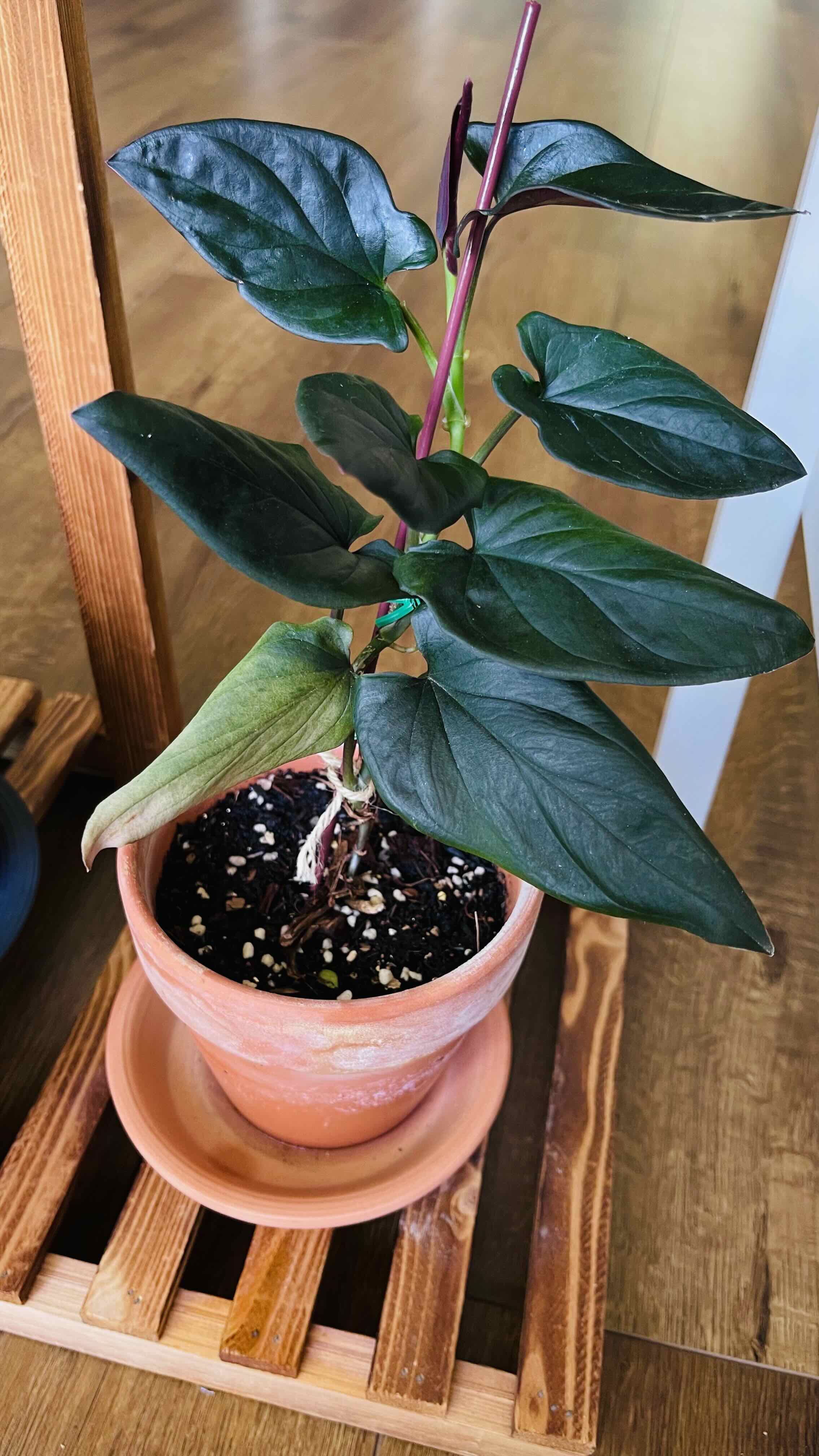 Why Are There Brown Spots on My Syngonium 'Red Arrow'?