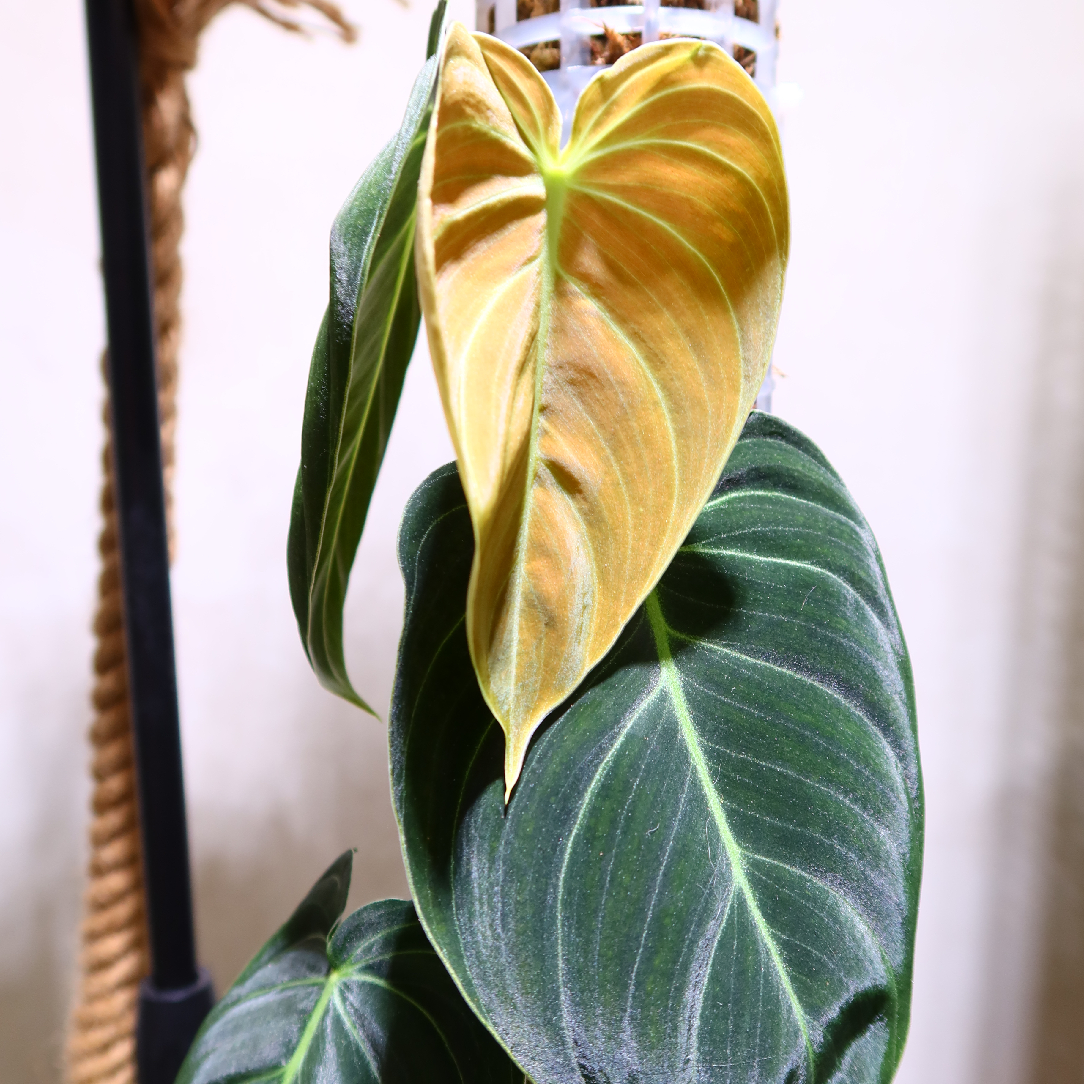 Black Gold Philodendron with a yellowing leaf and healthy dark green leaves.