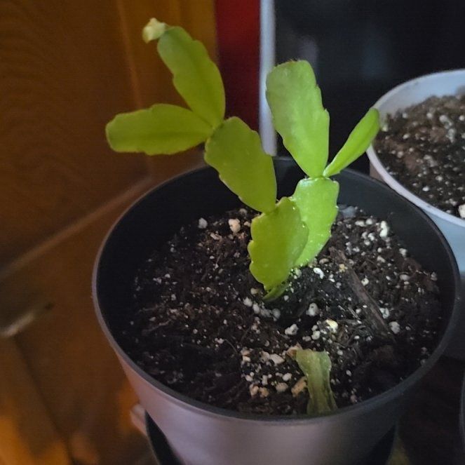 Photo of the plant species Christmas Cactus by @FabChards18 named Drake on Greg, the plant care app