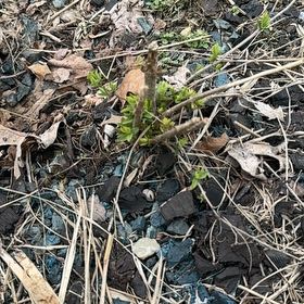 Photo of the plant species Sweetclover by @CozyZzplant7 named Hamilton on Greg, the plant care app