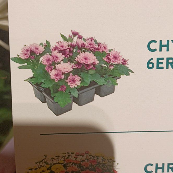 Photo of the plant species Chrysanthemum by @NovelRedlog77 named Mando on Greg, the plant care app
