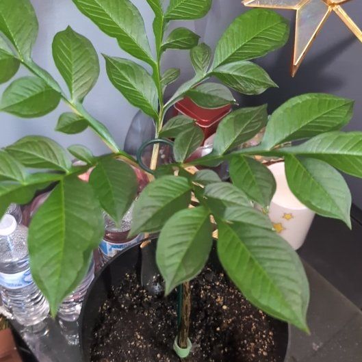 Photo of the plant species Voodoo Lily by @SuaveNoni36 named Lola on Greg, the plant care app