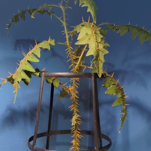 Photo of the plant species Porcupine Tomato by @SuaveNoni36 named Orwell on Greg, the plant care app