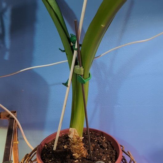 Photo of the plant species red by @SuaveNoni36 named Marley on Greg, the plant care app
