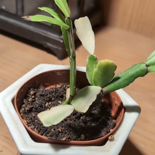 Photo of the plant species Variegated Christmas Cactus by @SuaveNoni36 named Messi on Greg, the plant care app