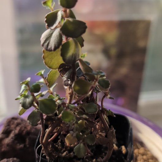 Photo of the plant species Dragons Blood Sedum by @SuaveNoni36 named Darwin on Greg, the plant care app