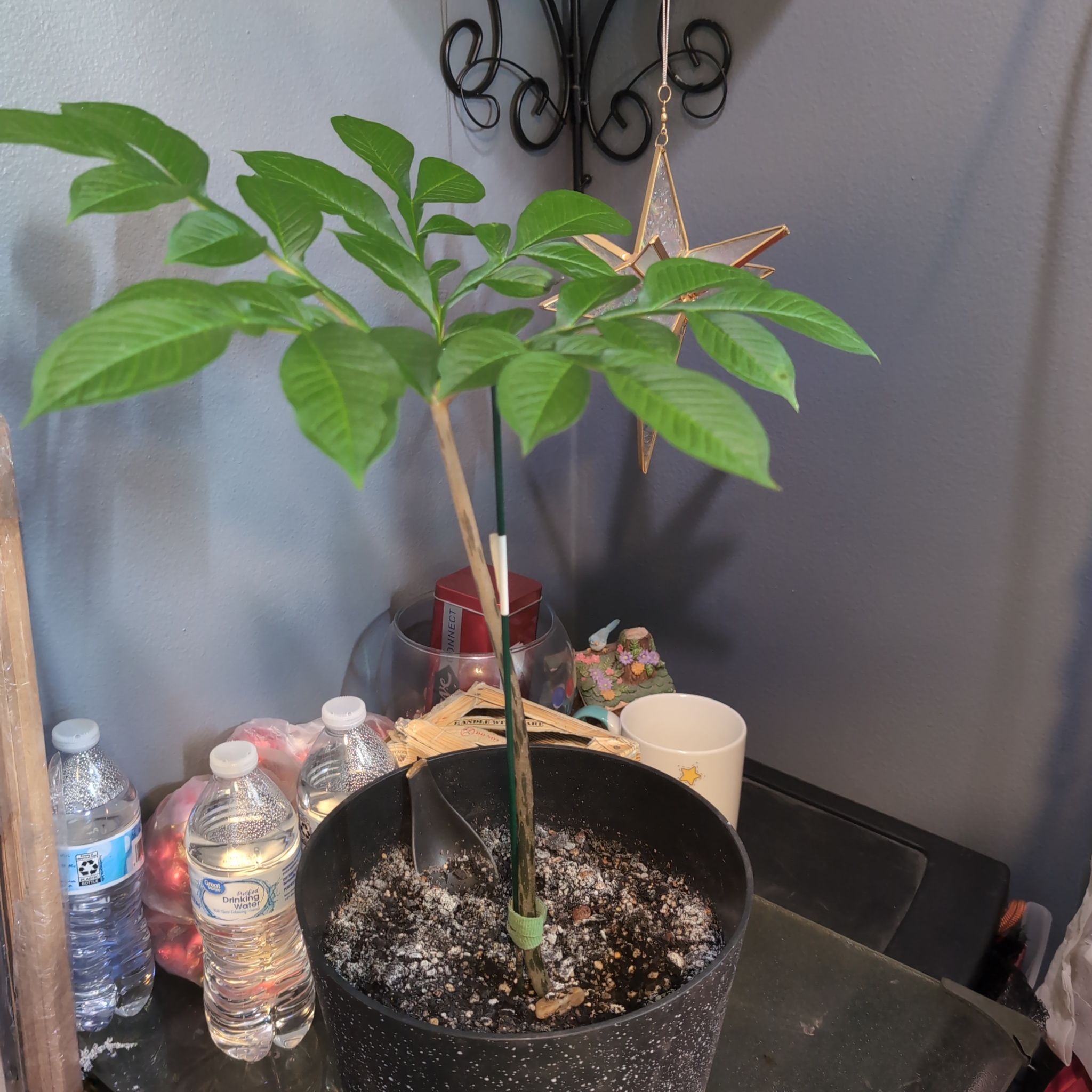 Photo of the plant species Voodoo Lily by @SuaveNoni36 named Bruce Lee on Greg, the plant care app