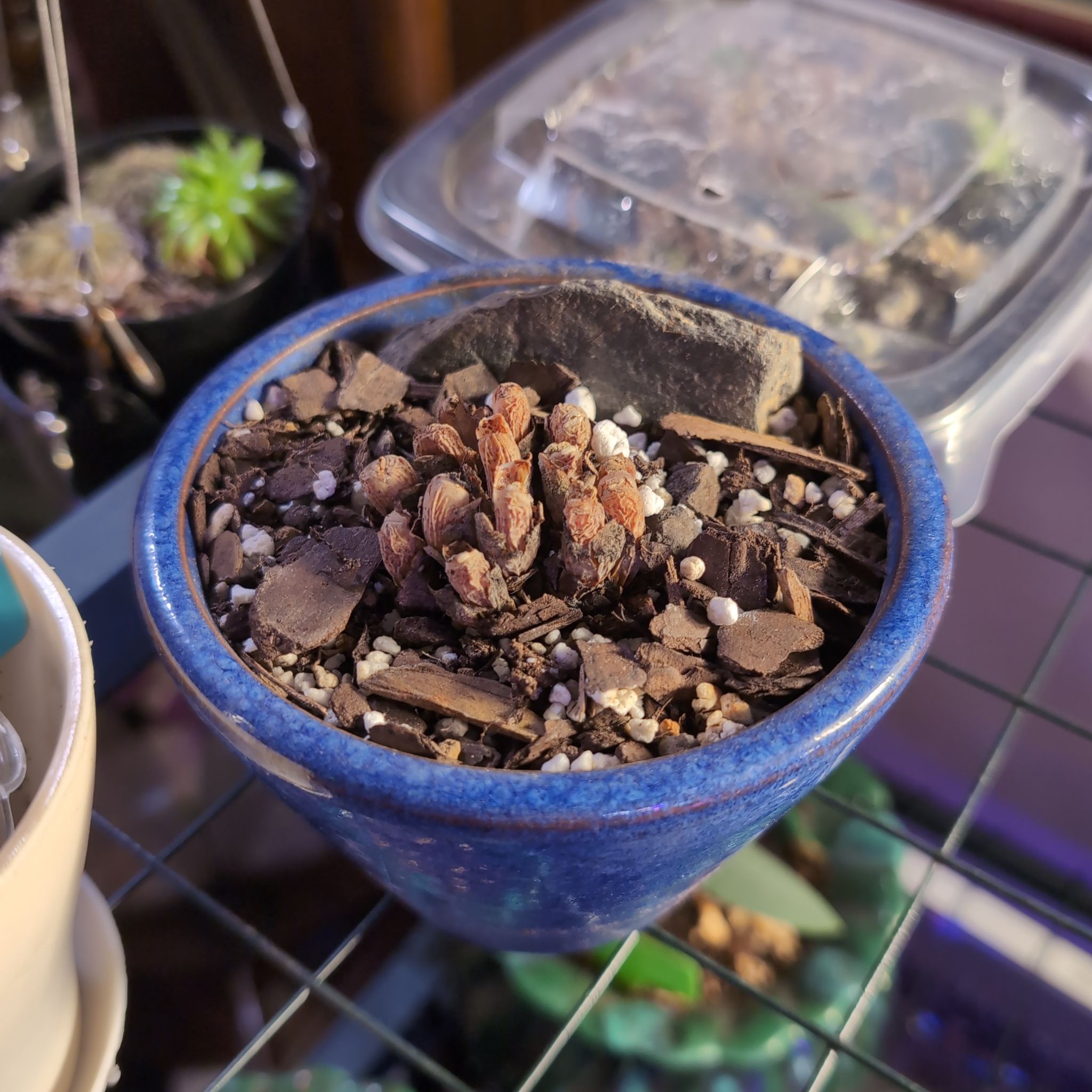 Photo of the plant species Bunny Succulent by @SuaveNoni36 named Delilah on Greg, the plant care app