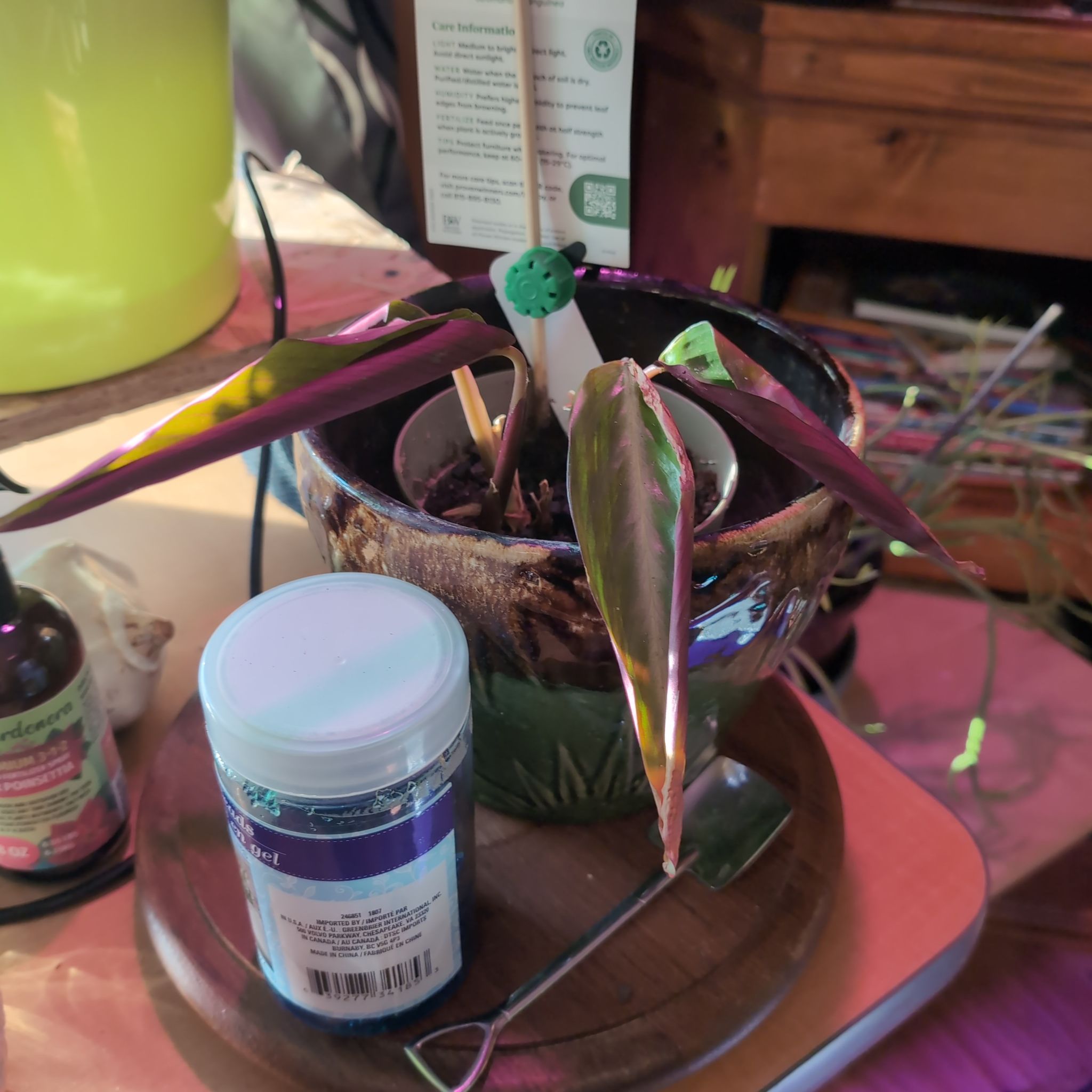 Photo of the plant species Stromanthe by @SuaveNoni36 named Willow on Greg, the plant care app