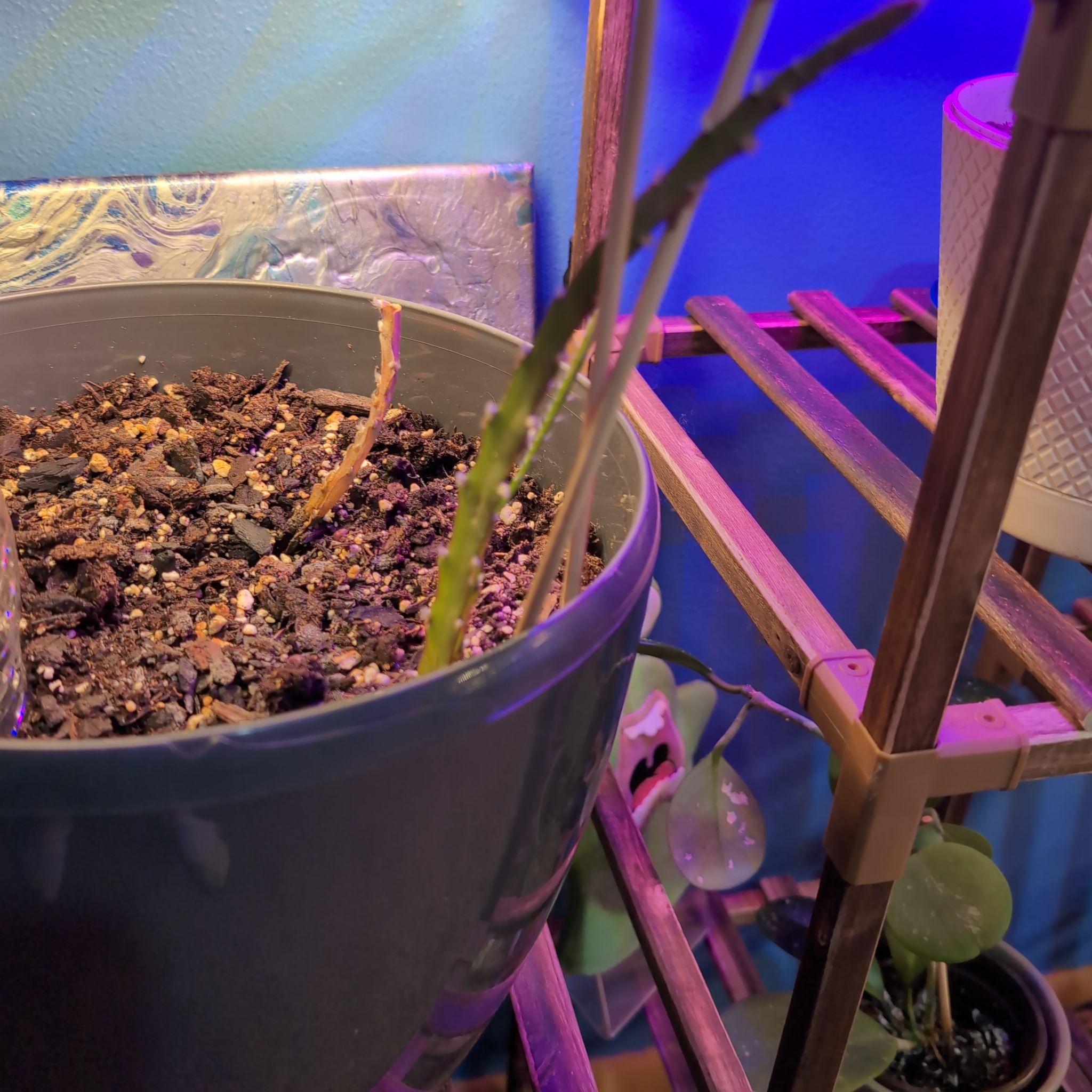 Photo of the plant species Dog Tail by @SuaveNoni36 named Foxxy on Greg, the plant care app