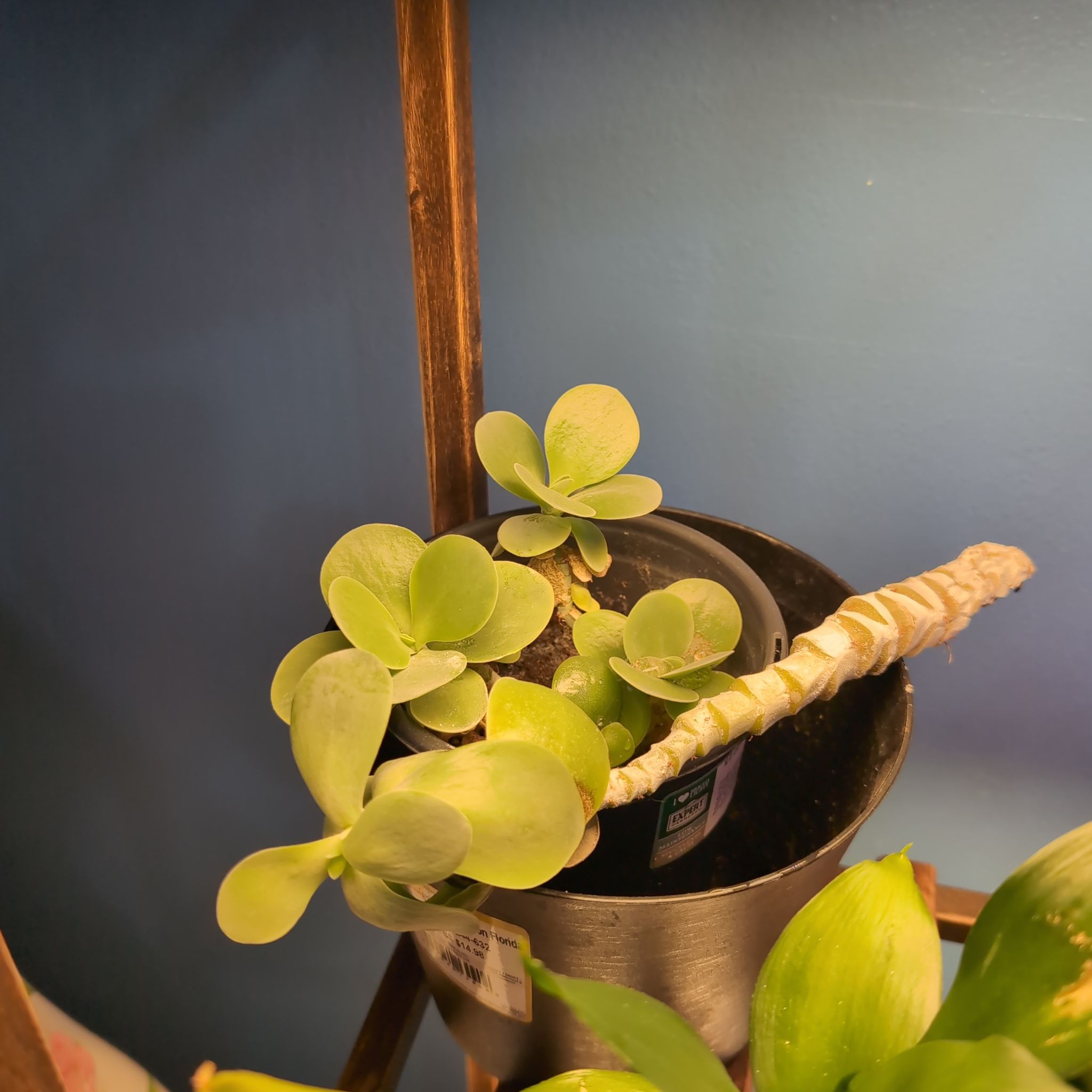 Photo of the plant species Kalanchoe 'Flapjacks' by @SuaveNoni36 named Hemingway on Greg, the plant care app