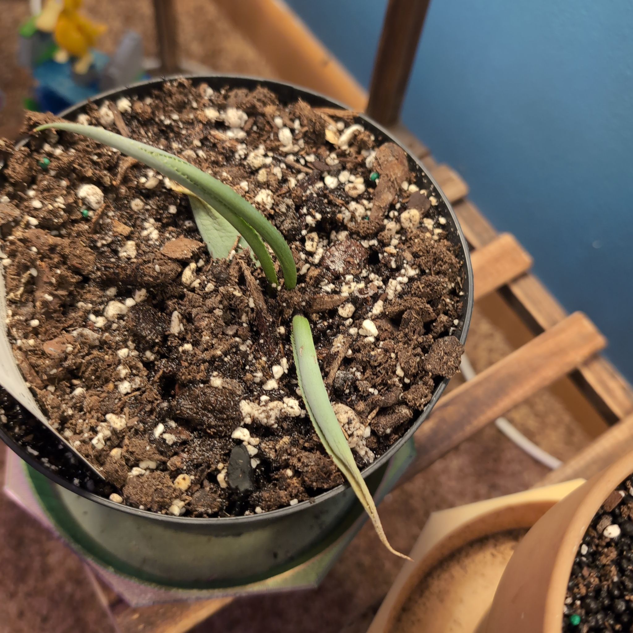 Photo of the plant species Aloe 'Blizzard' by @SuaveNoni36 named Purple People Eater  "Aloe Mangavé " on Greg, the plant care app