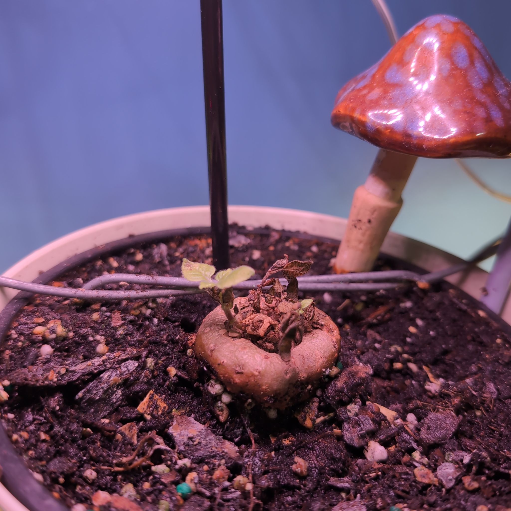 Photo of the plant species Sinningia Hybrid by @SuaveNoni36 named Luna on Greg, the plant care app