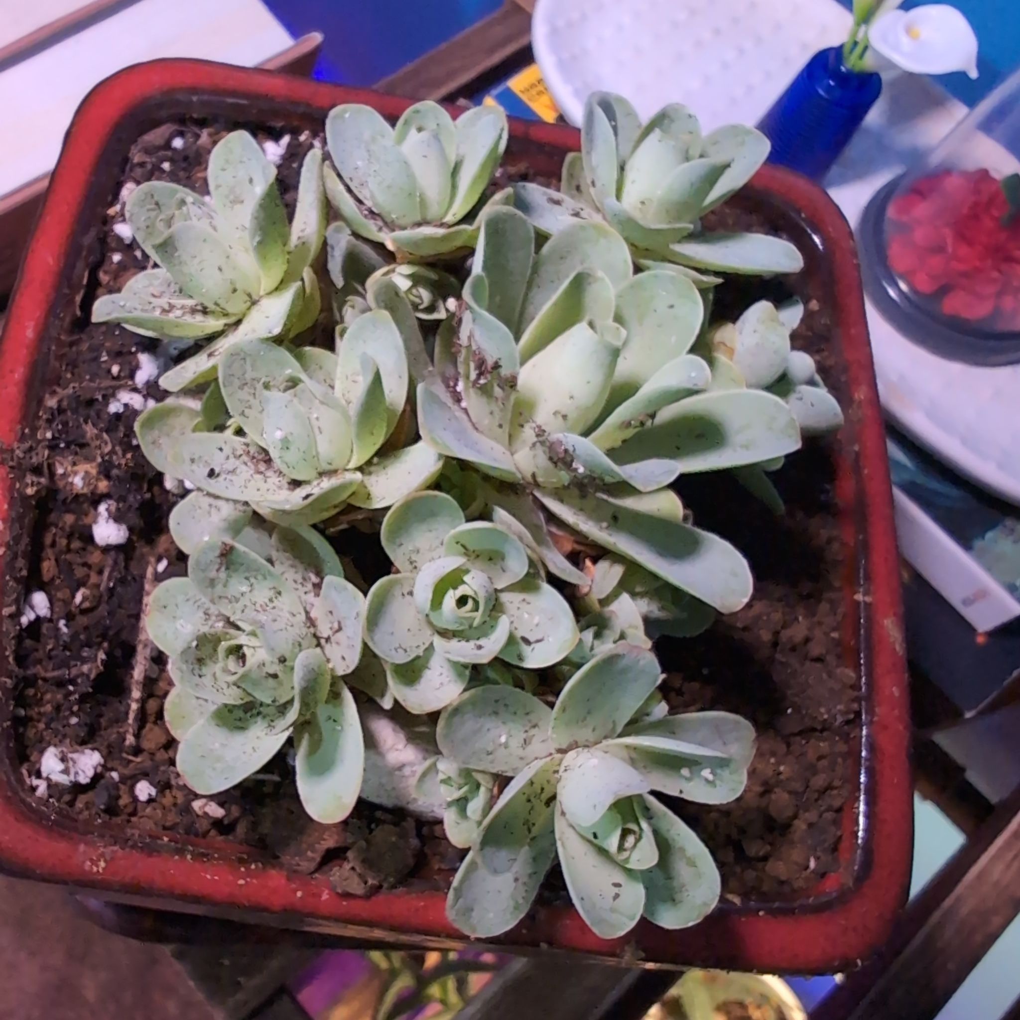 Photo of the plant species Mountain Rose by @SuaveNoni36 named Rosie on Greg, the plant care app