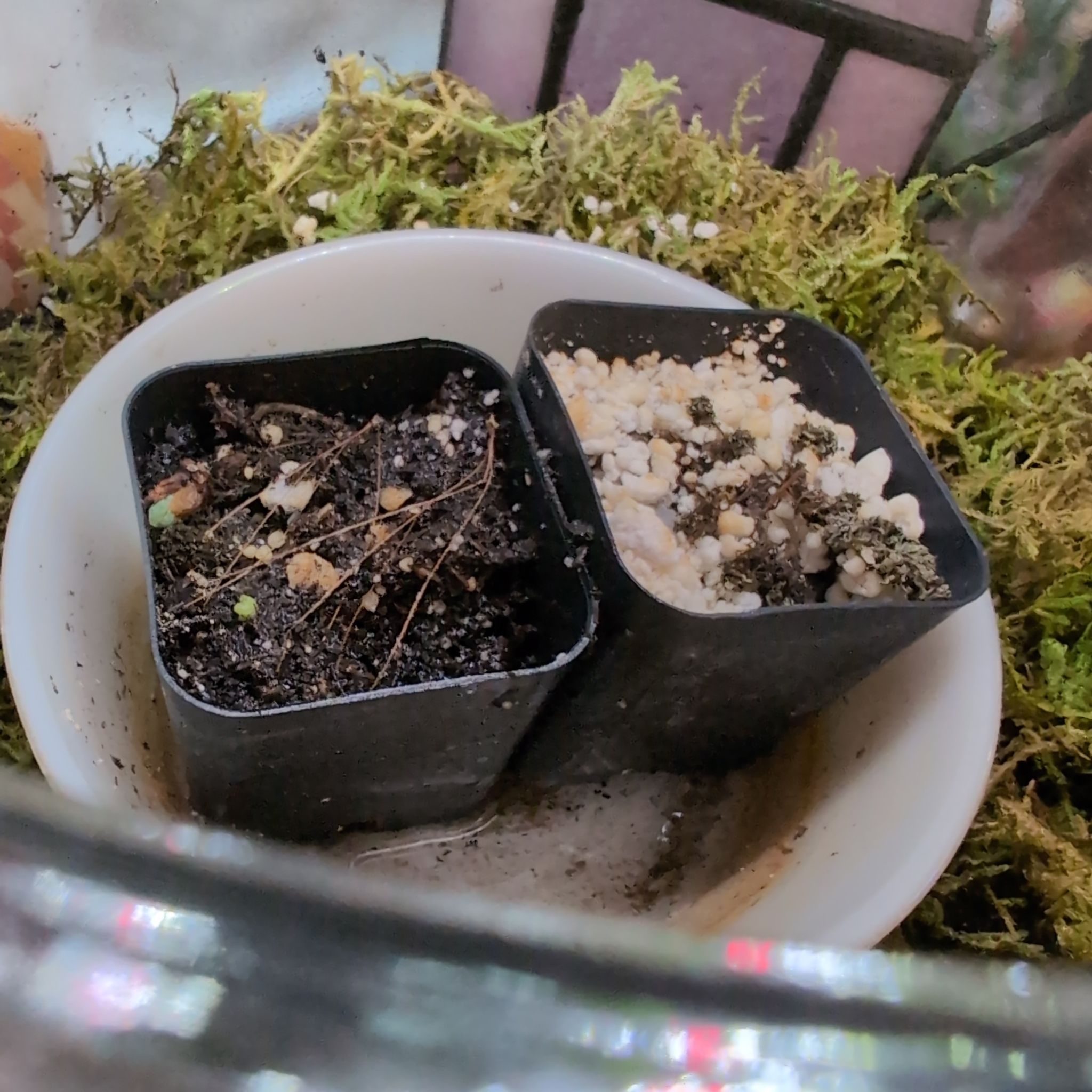 Photo of the plant species Dwarf Crassula by @SuaveNoni36 named Kylie on Greg, the plant care app