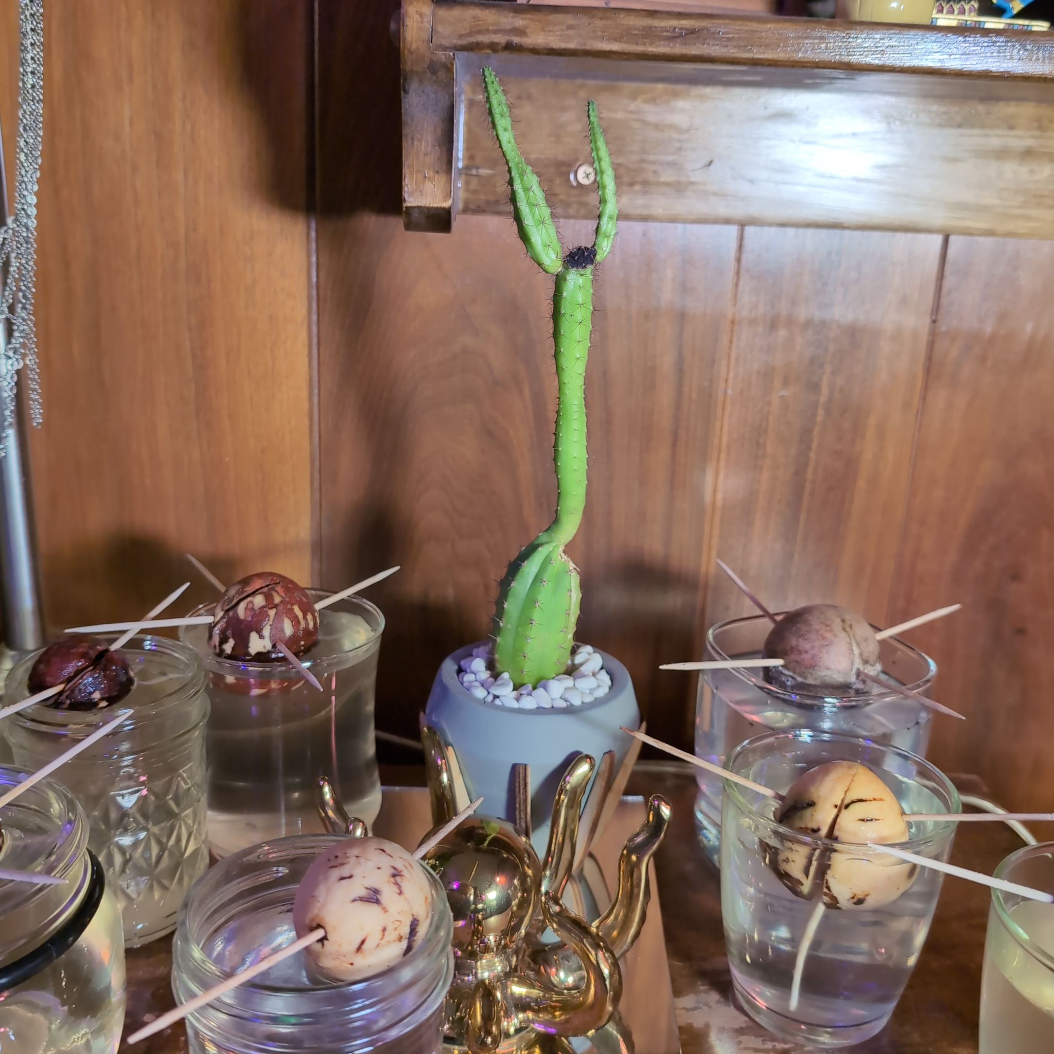 Photo of the plant species Sullu Spurge by @SuaveNoni36 named Queen on Greg, the plant care app