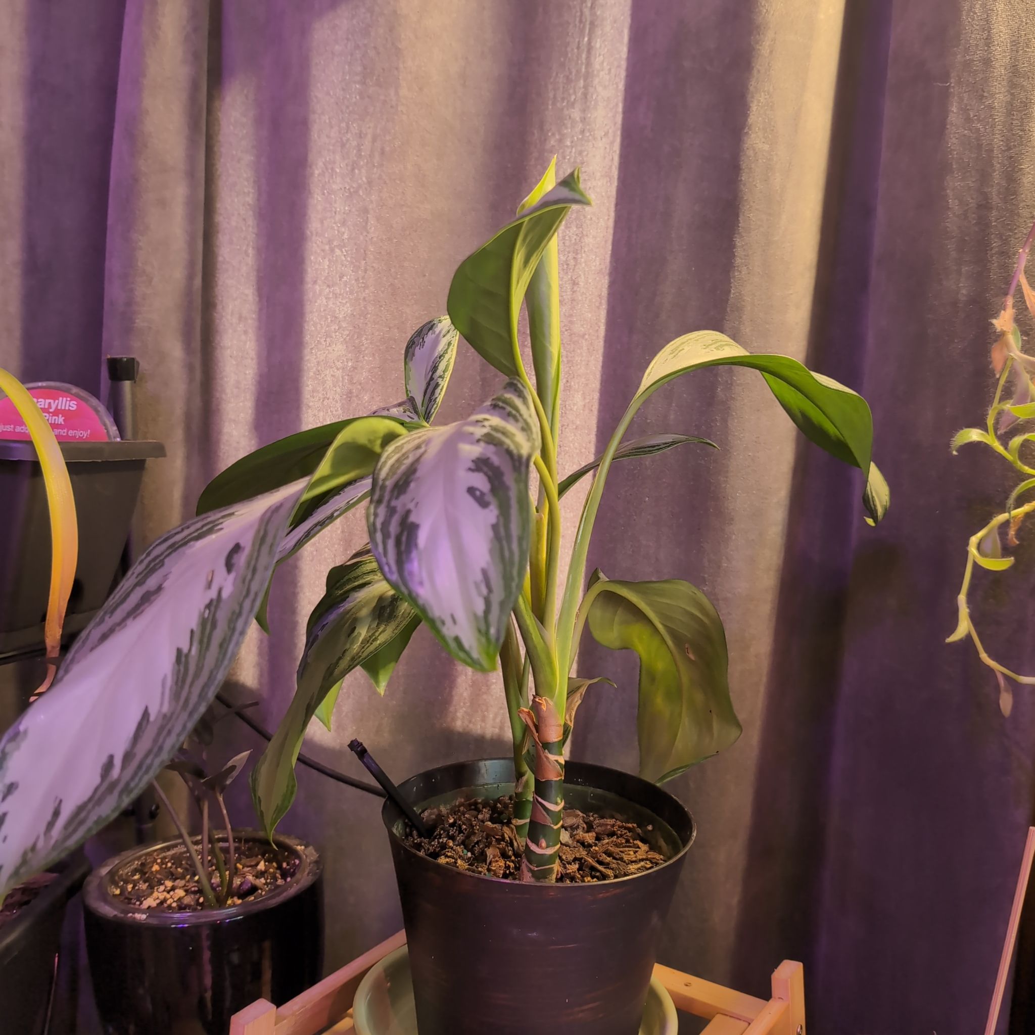 Photo of the plant species Dumb Cane 'Reflector' by @SuaveNoni36 named Planty on Greg, the plant care app