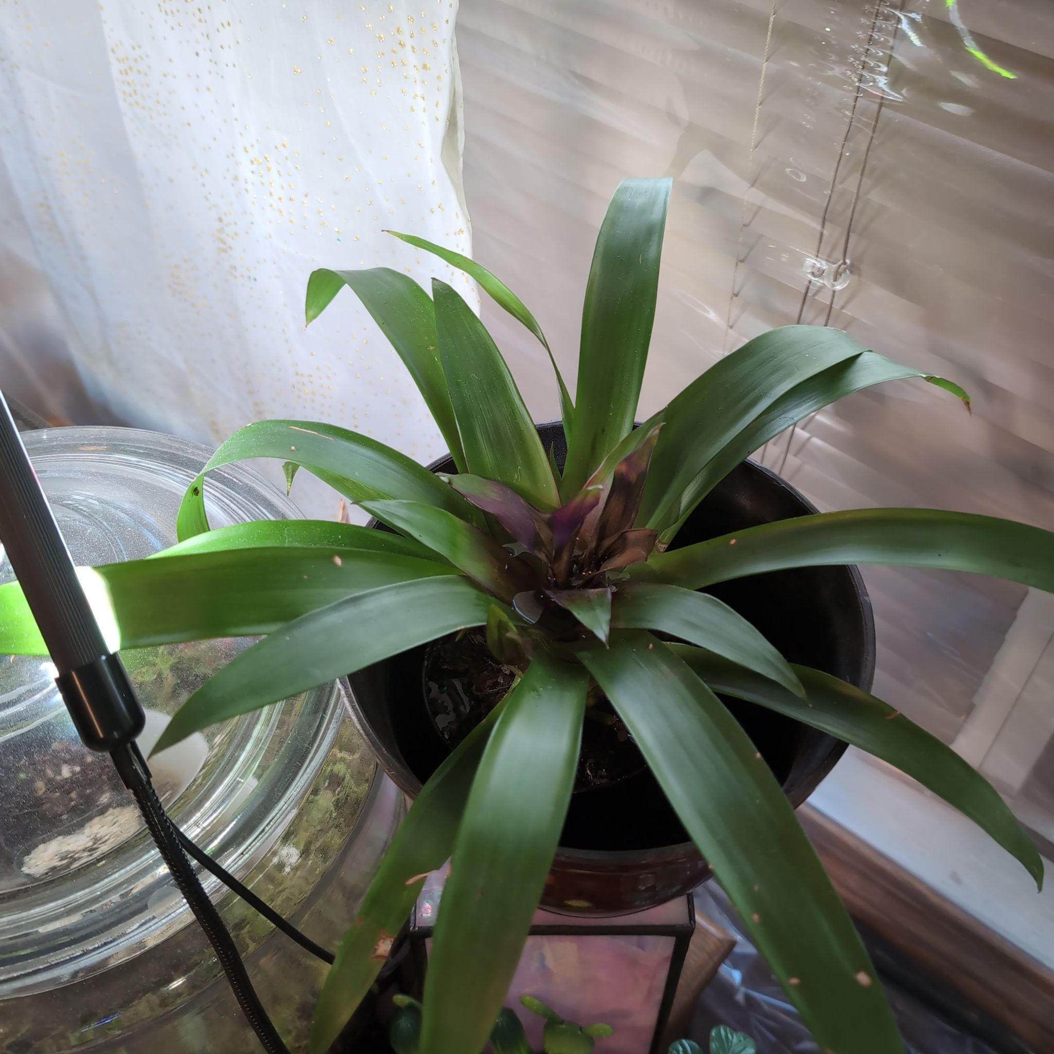 Photo of the plant species Scarlet Star by @SuaveNoni36 named Gaga on Greg, the plant care app