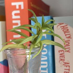 Photo of the plant species Unidentified Plant by @ExecBeech54 named Muhammad Ali RIP on Greg, the plant care app