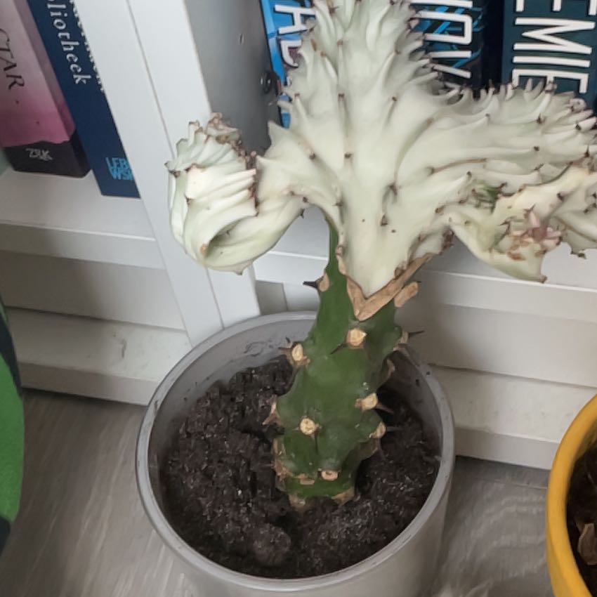 Photo of the plant species christata by @ExecBeech54 named Tree Diddy RIP on Greg, the plant care app