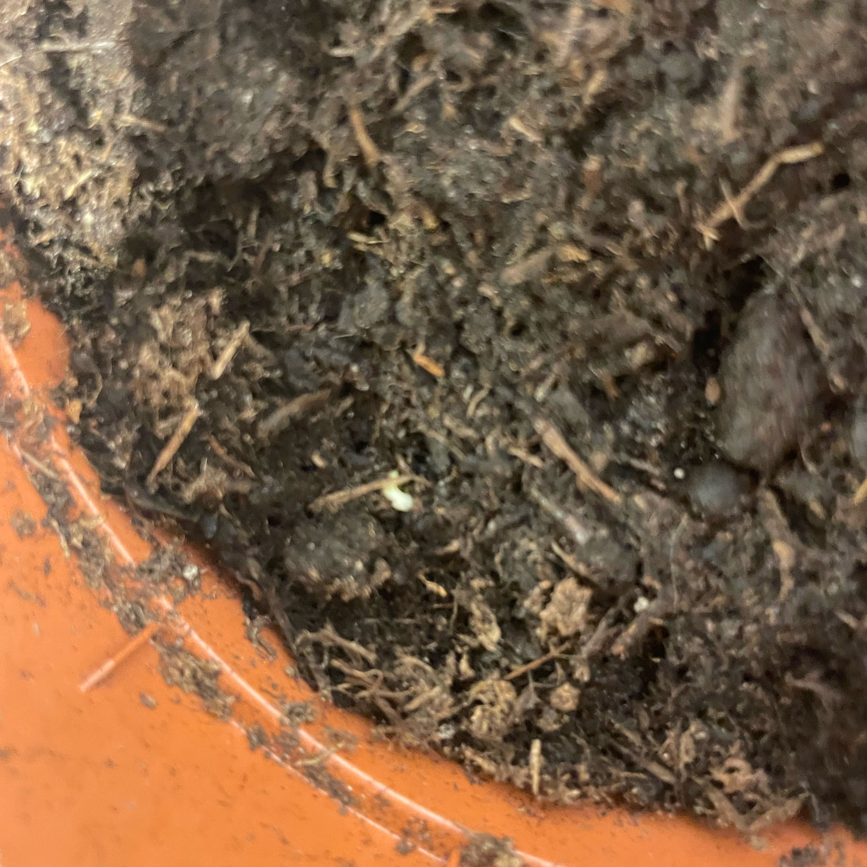 Photo of the plant species Radish by @ExecBeech54 named Khaleesi B on Greg, the plant care app