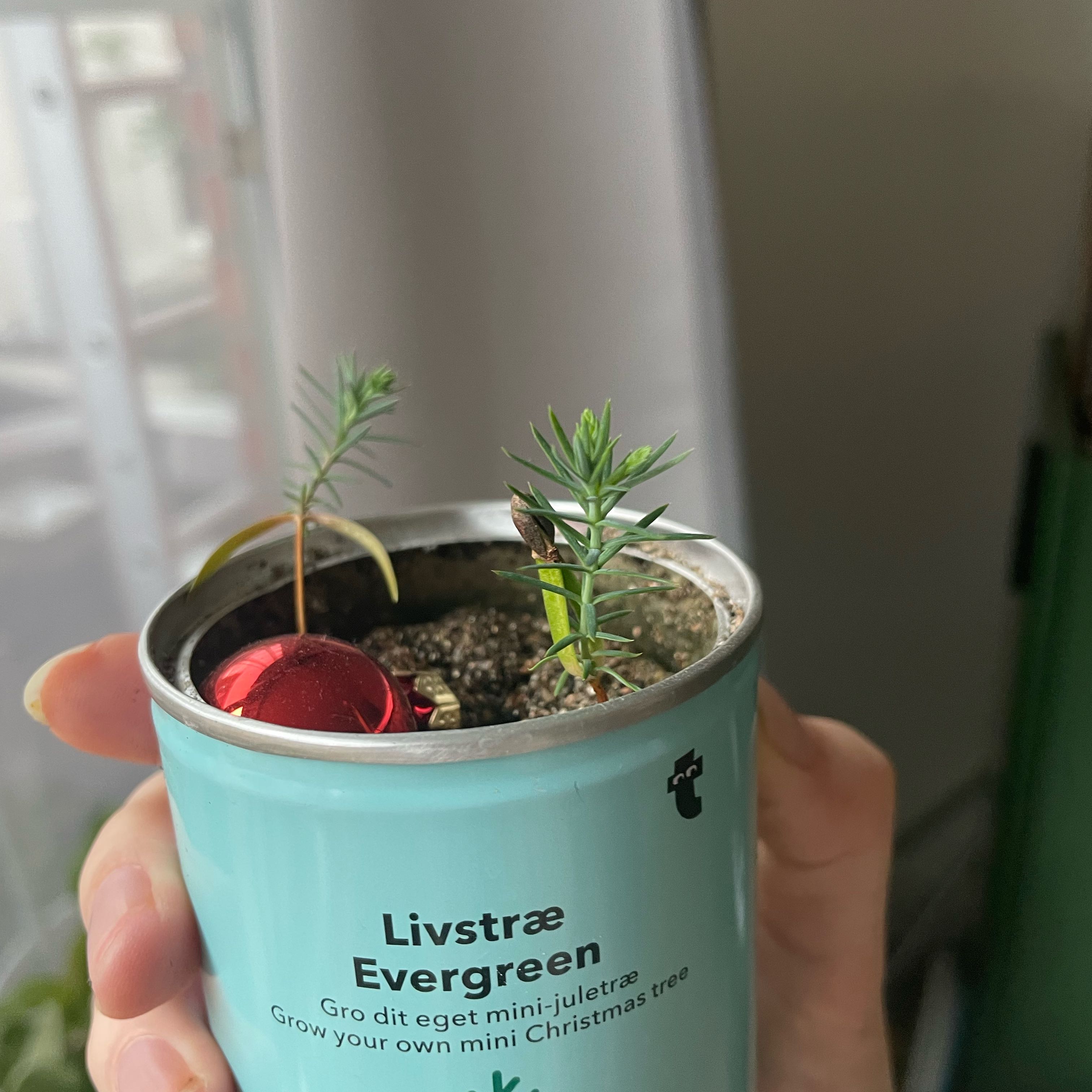 Photo of the plant species Thuja 'Can Can' by @ExecBeech54 named Drake on Greg, the plant care app