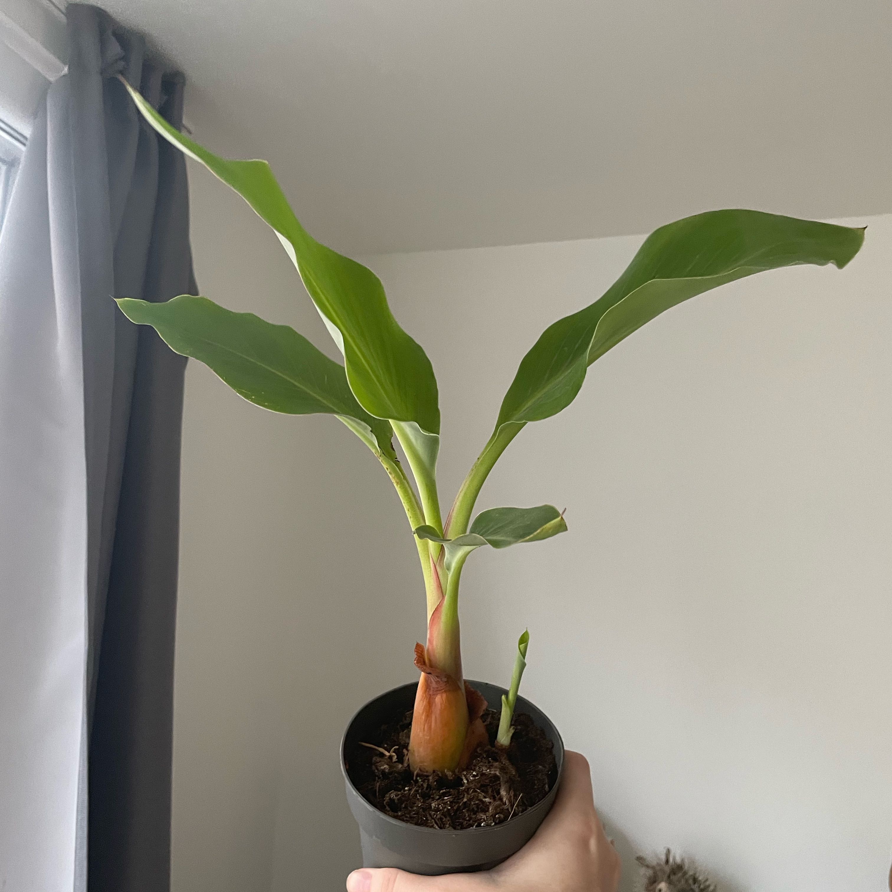 Photo of the plant species Golden Lotus Banana by @ExecBeech54 named Fernie Mercury on Greg, the plant care app