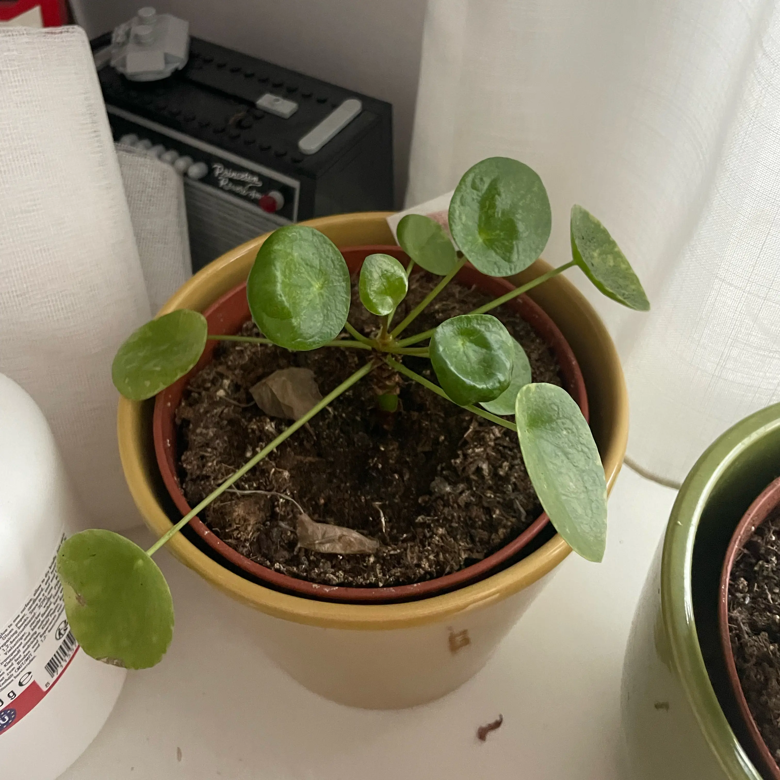 Photo of the plant species Pilea Mojito by @ExecBeech54 named Spike Leaves on Greg, the plant care app