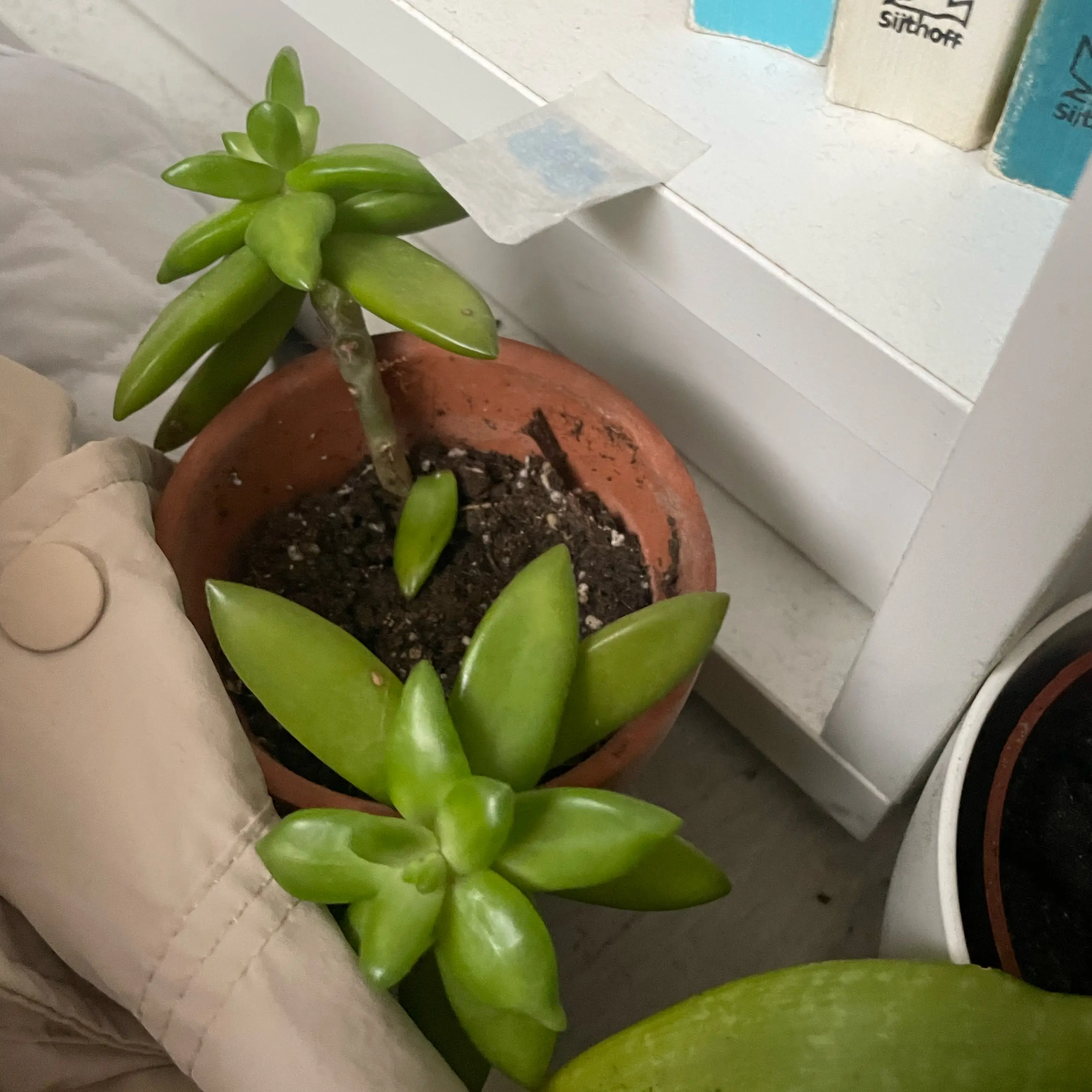Photo of the plant species Unidentified Plant by @ExecBeech54 named Elle on Greg, the plant care app