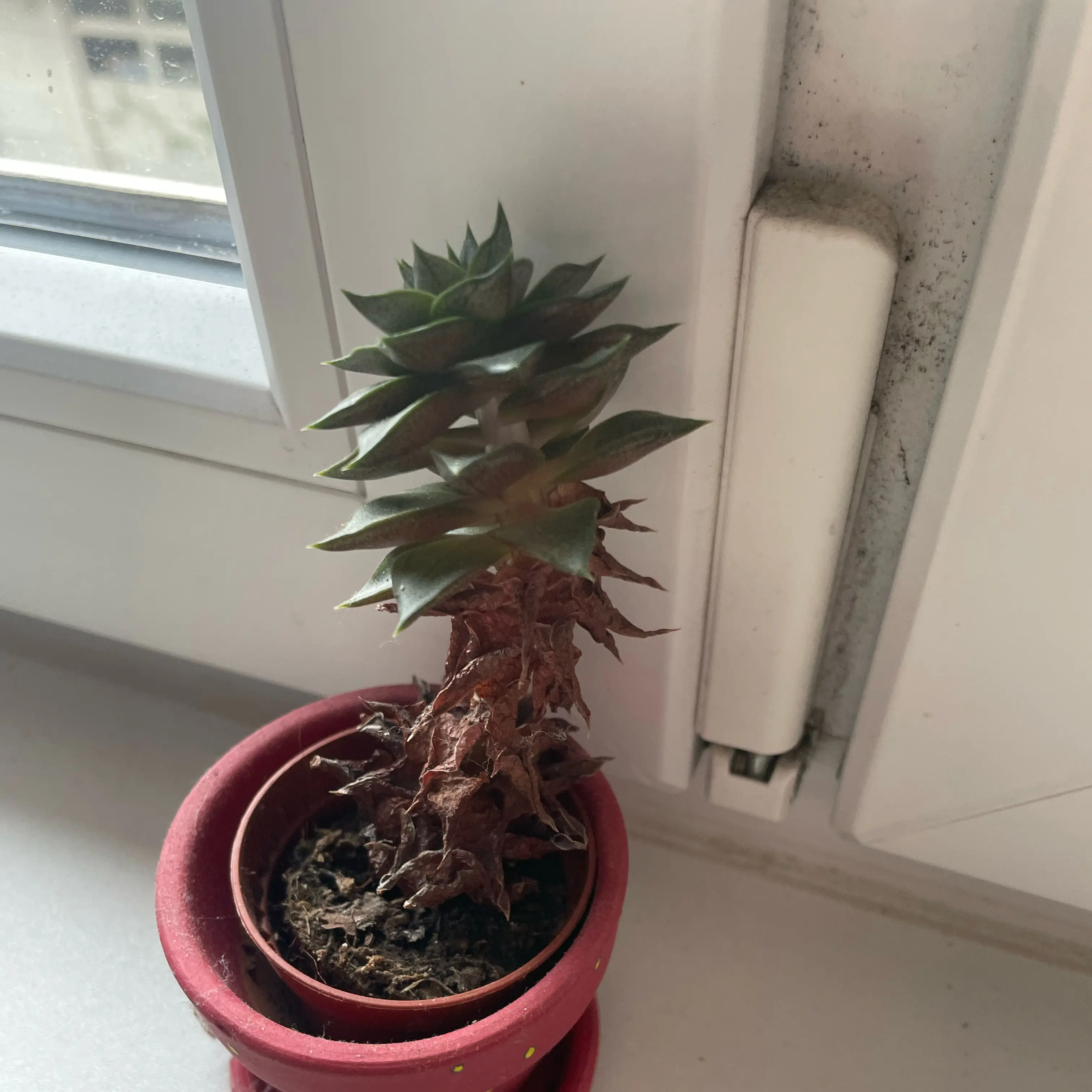 Photo of the plant species Unidentified Plant by @ExecBeech54 named Beyonce on Greg, the plant care app