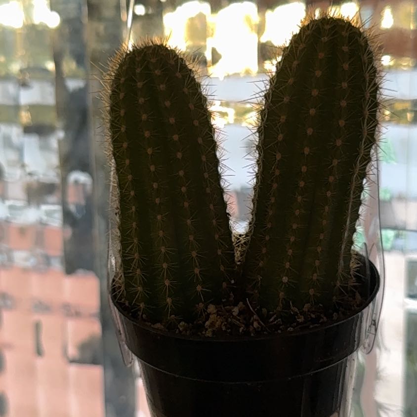 Photo of the plant species Echinopsis 'Aztec Gold' by @FabRosebush35 named Doja Cat on Greg, the plant care app