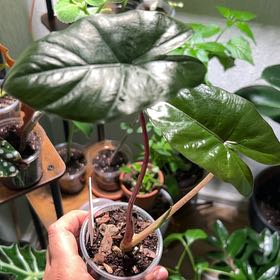 Photo of the plant species Alocasia Yucatan Princess by @SnailThistle named Leonardo on Greg, the plant care app