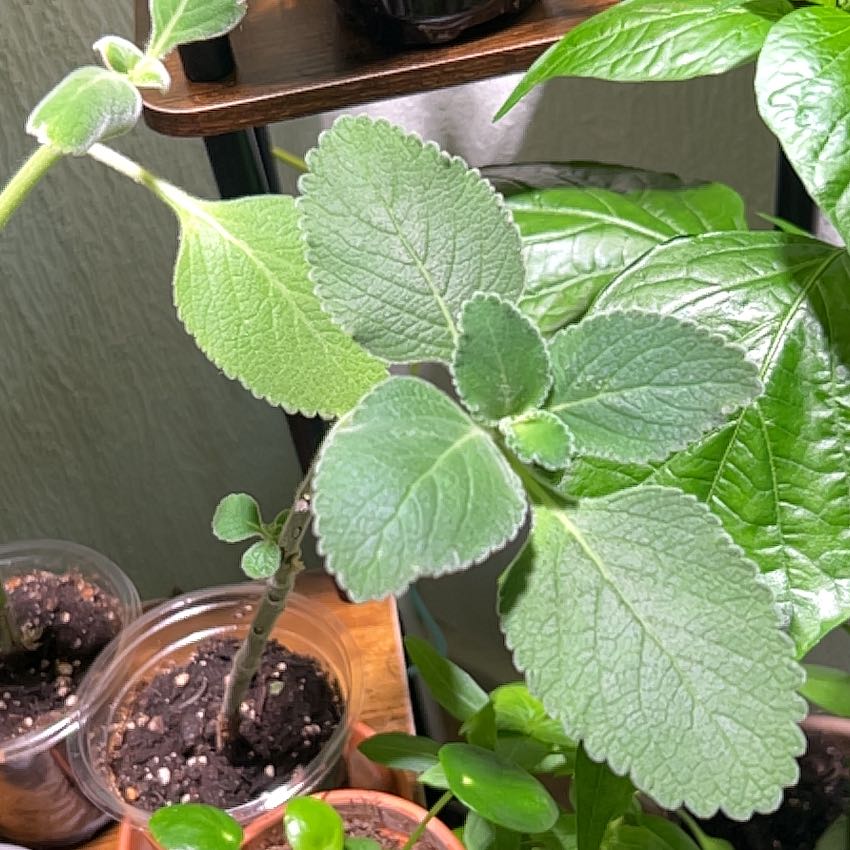 Photo of the plant species Boldo by @SnailThistle named Mando on Greg, the plant care app