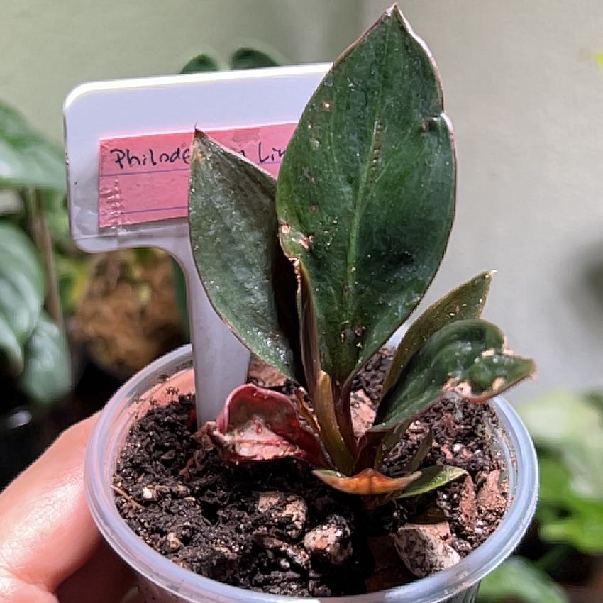 Photo of the plant species Linnaei Kunth by @SnailThistle named Taylor Swift on Greg, the plant care app
