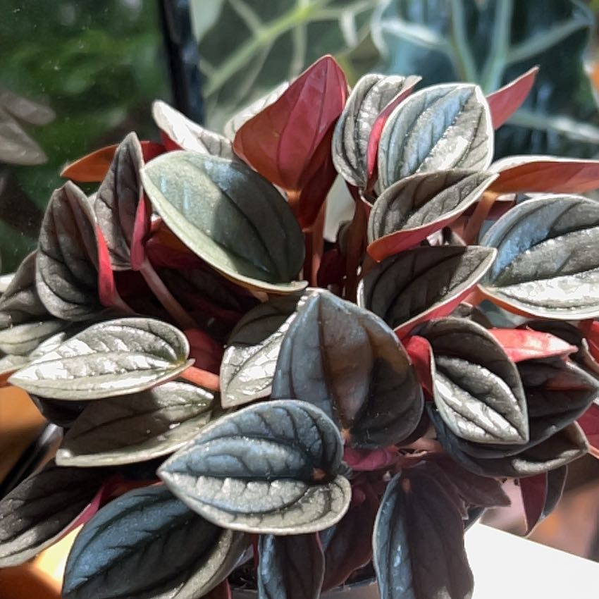Photo of the plant species Peperomia caperata 'Punto Grigio' by @SnailThistle named Bigleef Smalls on Greg, the plant care app