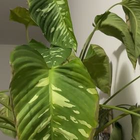 Photo of the plant species Camoflage by @AgelesslyNoni56 named Marilyn on Greg, the plant care app