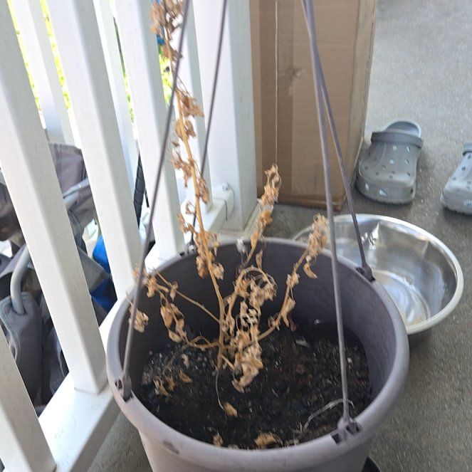 Photo of the plant species Beechdrops by @YeahCarrot6 named Duke on Greg, the plant care app