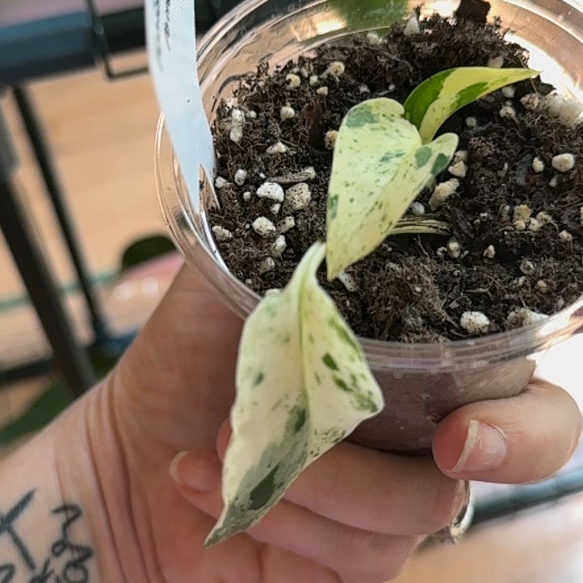 Photo of the plant species Teruno Valencia Pothos by @SaviorRedpine18 named Robert Plant on Greg, the plant care app