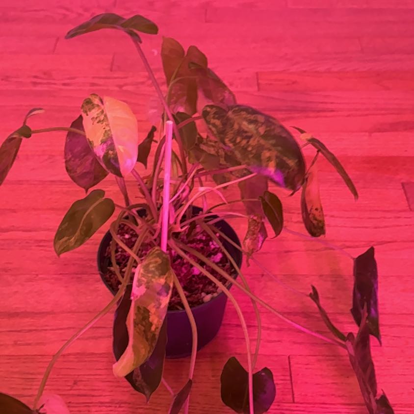 Photo of the plant species Variegated Burle Marx Philodendron by @SaviorRedpine18 named Sonora on Greg, the plant care app
