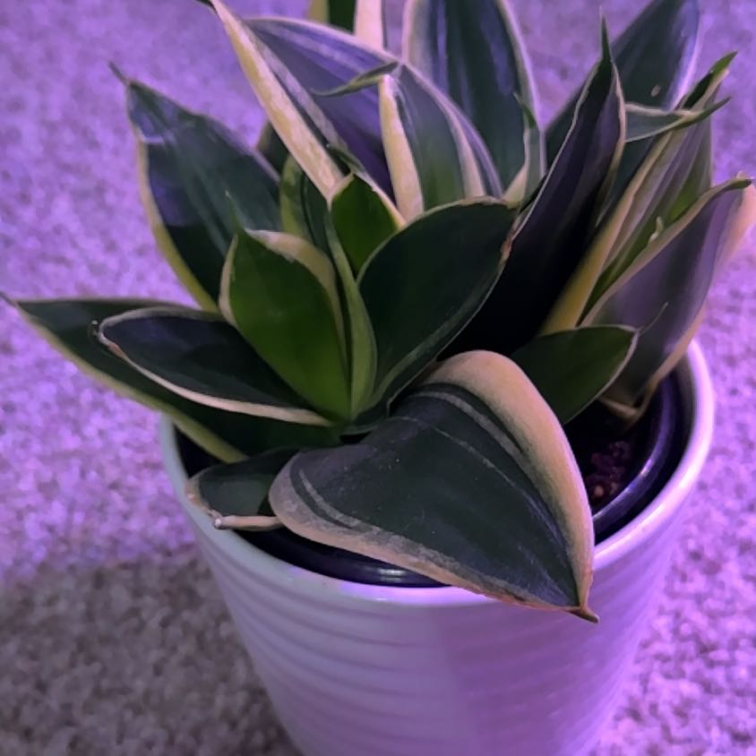 Photo of the plant species Birdsnest by @SaviorRedpine18 named Khaleesi on Greg, the plant care app