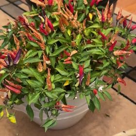 Photo of the plant species Hot Pops Yellow Ornamental Pepper by @SaviorRedpine18 named Bodhi on Greg, the plant care app