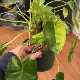 Photo of the plant species Variegated Burle Marx Philodendron by @SaviorRedpine18 named Michelle Branch on Greg, the plant care app